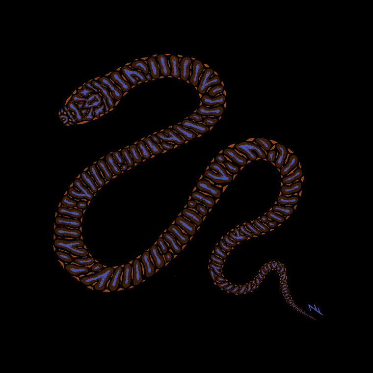 Akula, an animated snake illustration