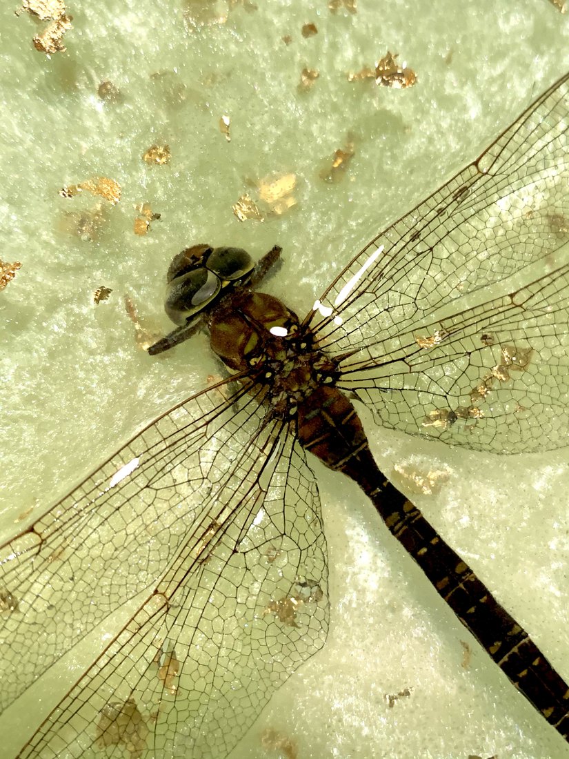 A dragonfly cast in pale green resin with gold leaf