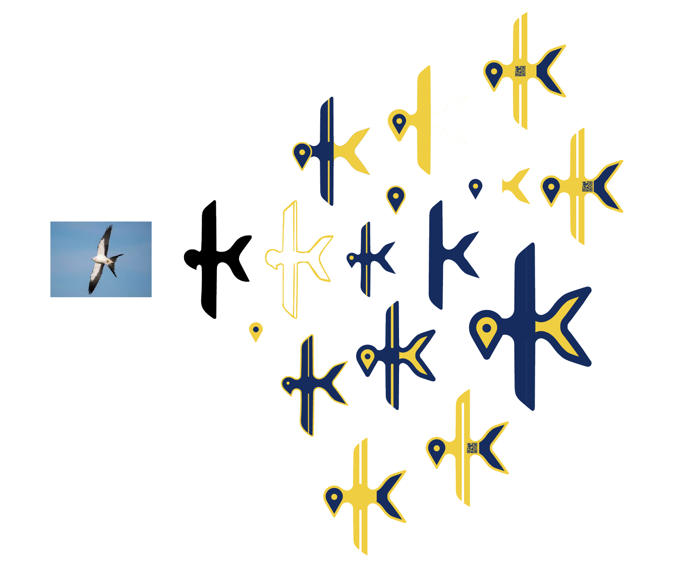 Logo design process, from a kite bird photograph to the final mark