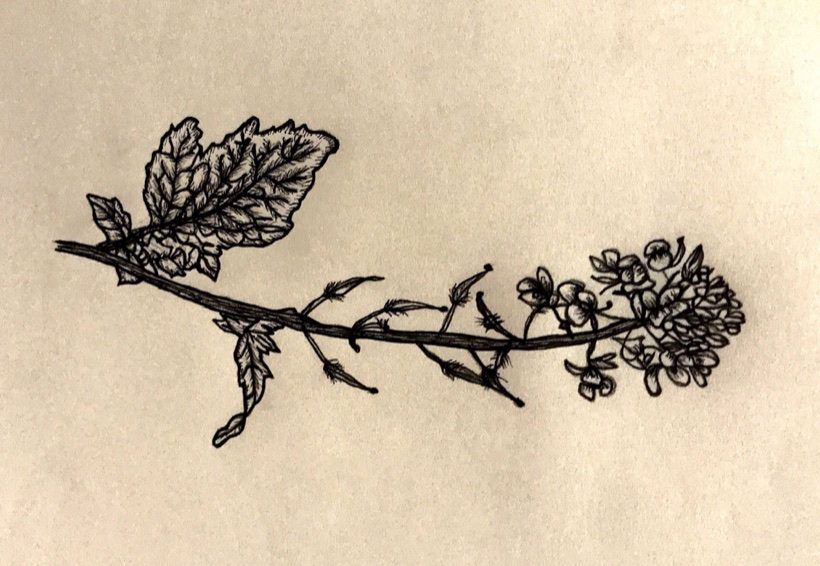 A drawn mustard flower stem in ink, leaves and buds along its length