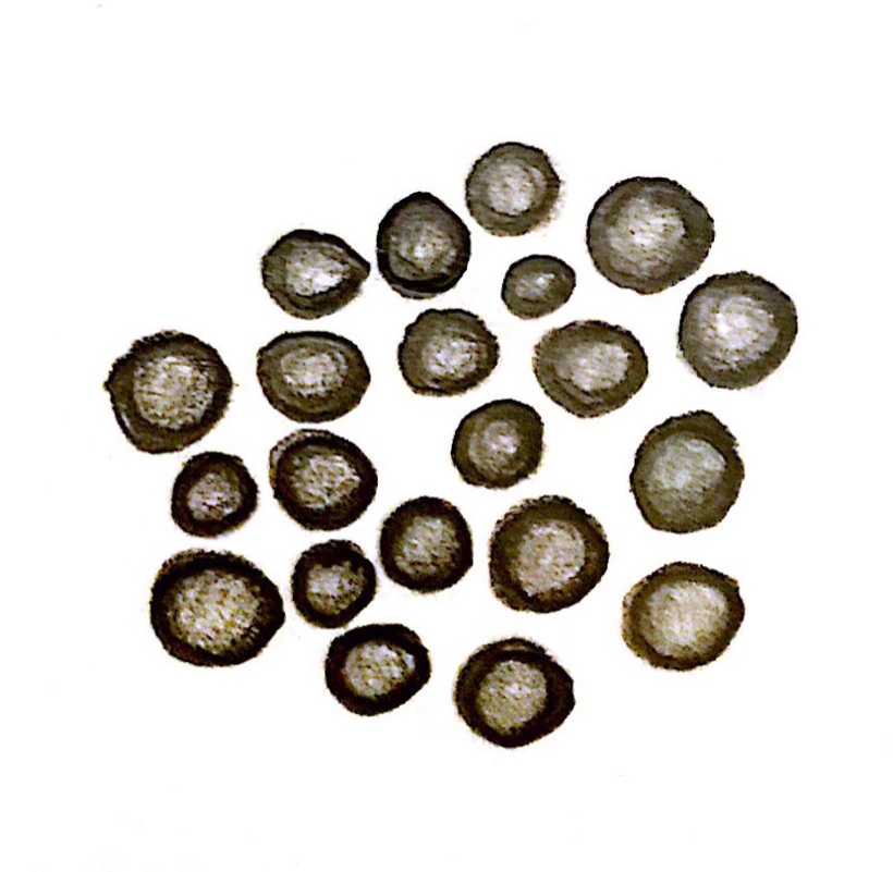 Drawn mustard seeds, a cluster of round seed heads in ink