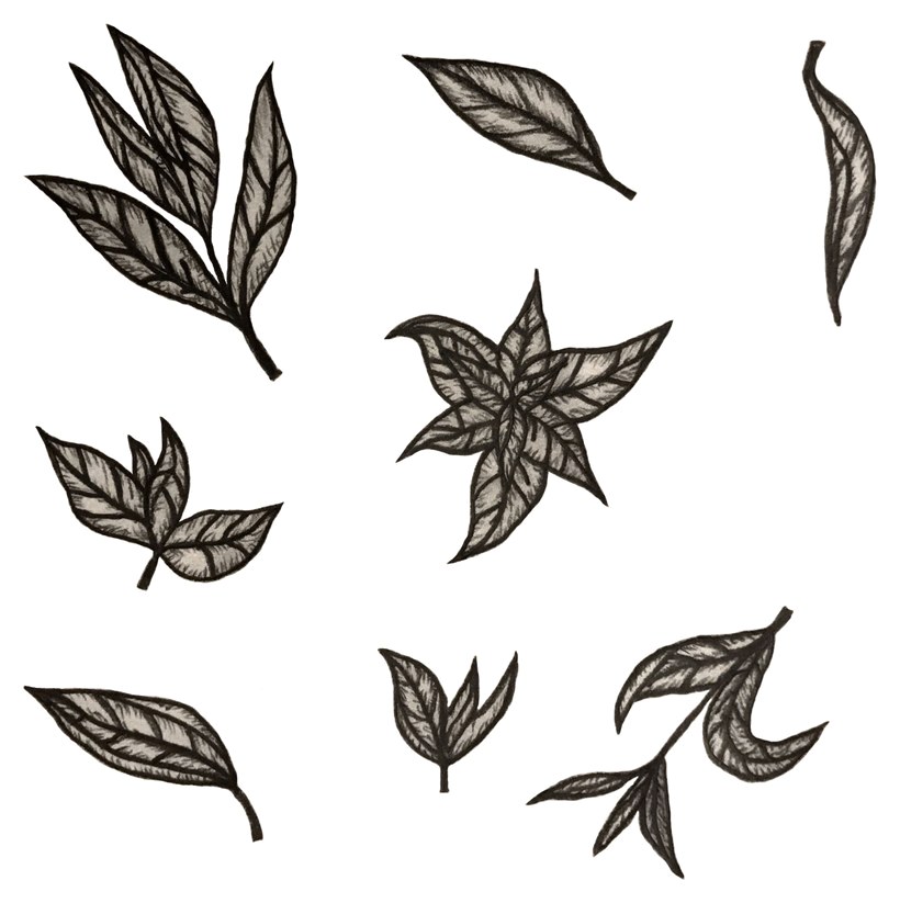Drawn tea leaves in ink on white: single leaves, small sprigs and one star of six leaves, the nine motifs the box pattern is built from